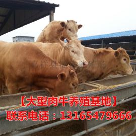 肉牛养殖_养肉牛有多少利润_山东征远牧业