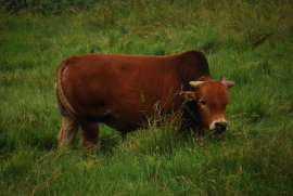 夏洛莱牛的养殖 小牛苗价格 黄牛崽价格