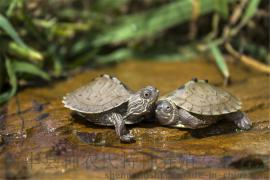 地图龟 密西西比地图龟 活体宠物观赏龟